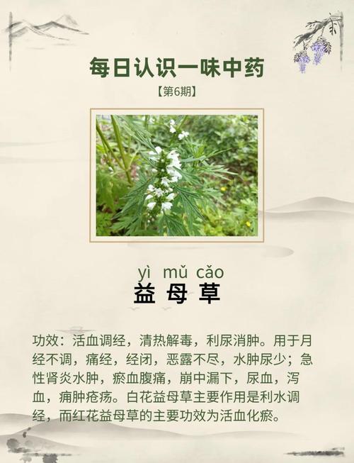 益母草的功效与作用?益母草的功效与作用及禁忌?-第3张图片-优品飞百科 益母草的功效与作用?益母草的功效与作用及禁忌?-第3张图片-优品飞百科