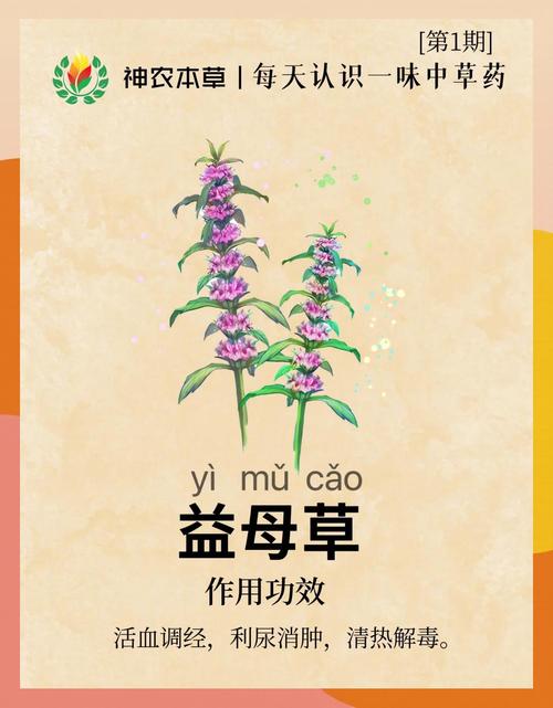 益母草的功效与作用?益母草的功效与作用及禁忌?-第4张图片-优品飞百科 益母草的功效与作用?益母草的功效与作用及禁忌?-第4张图片-优品飞百科