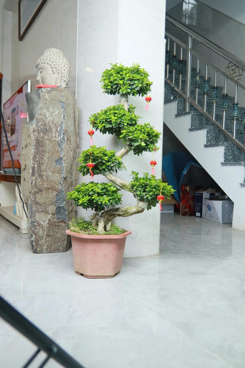 小榕树盆景放家里好吗（风水、寓意是好是坏），榕树小盆景能不能养在卧室
