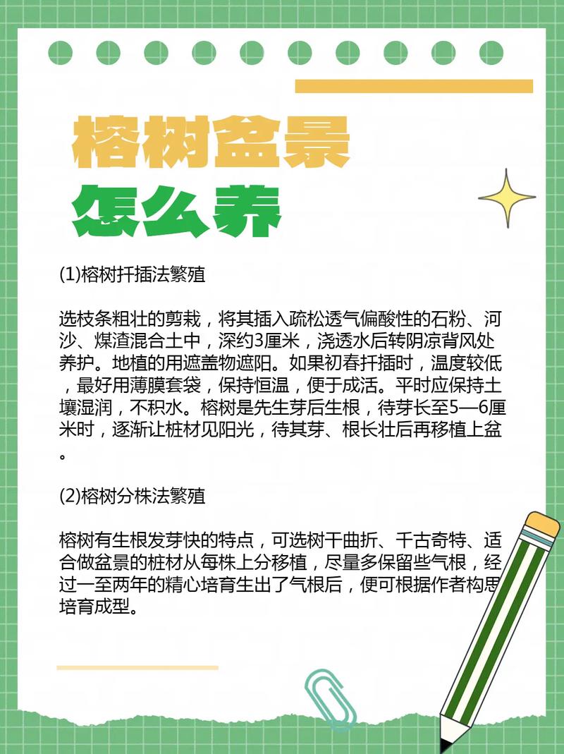 小榕树盆景放家里好吗（风水、寓意是好是坏），榕树小盆景能不能养在卧室-第3张图片-优品飞百科