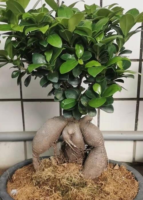 小榕树盆景放家里好吗（风水、寓意是好是坏），榕树小盆景能不能养在卧室-第4张图片-优品飞百科