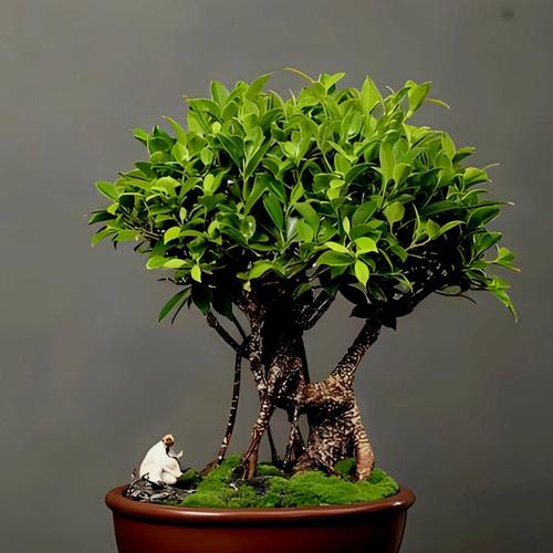 小榕树盆景放家里好吗（风水、寓意是好是坏），榕树小盆景能不能养在卧室-第6张图片-优品飞百科