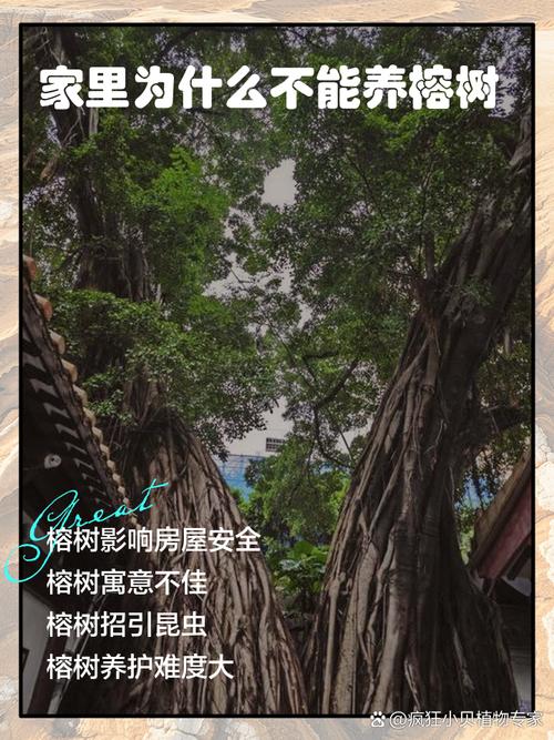小榕树盆景放家里好吗（风水、寓意是好是坏），榕树小盆景能不能养在卧室-第7张图片-优品飞百科