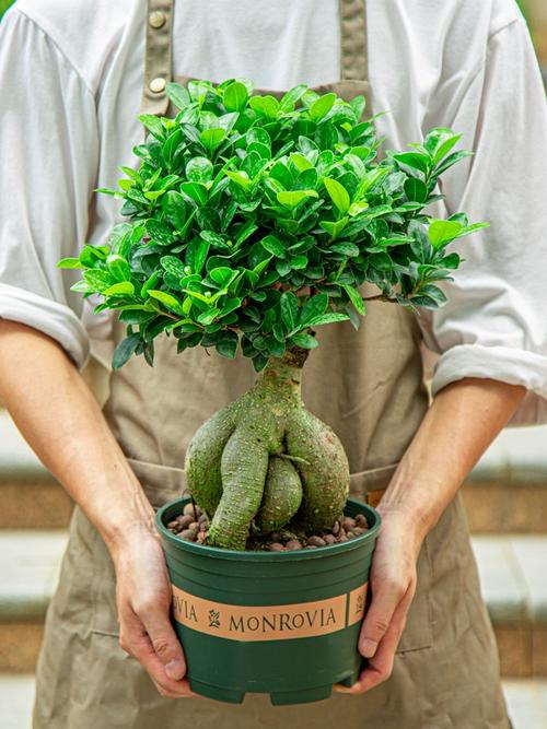 小榕树盆景放家里好吗（风水、寓意是好是坏），榕树小盆景能不能养在卧室-第8张图片-优品飞百科