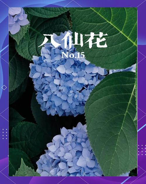 八仙花怎么养？八仙花怎么养护？-第2张图片-优品飞百科