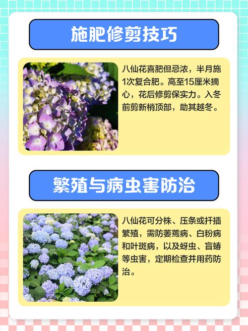 八仙花怎么养？八仙花怎么养护？-第3张图片-优品飞百科