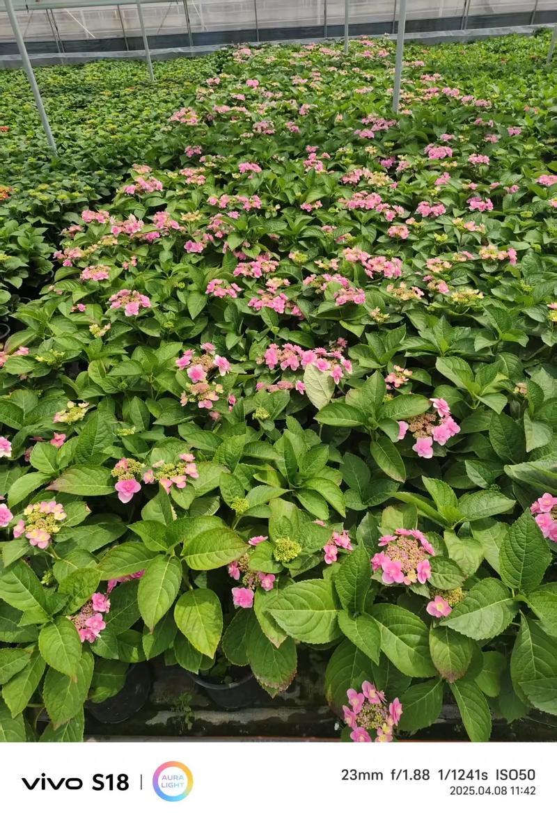 八仙花怎么养？八仙花怎么养护？-第5张图片-优品飞百科