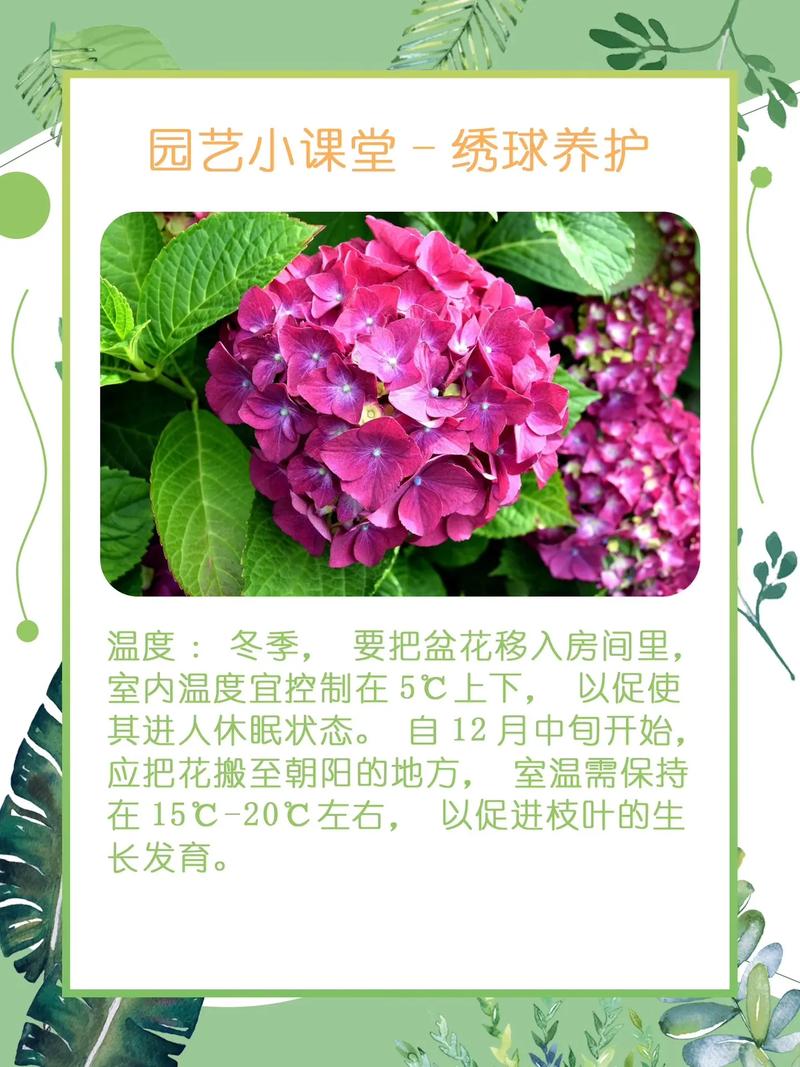 八仙花怎么养？八仙花怎么养护？-第6张图片-优品飞百科
