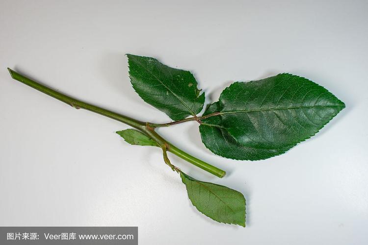 玫瑰叶子上面有白色斑点怎么办，玫瑰叶子上面有白色斑点怎么办呢？