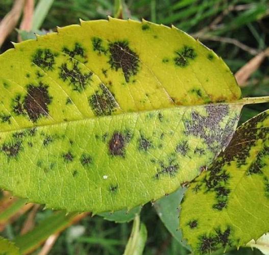 玫瑰叶子上面有白色斑点怎么办，玫瑰叶子上面有白色斑点怎么办呢？-第2张图片-优品飞百科