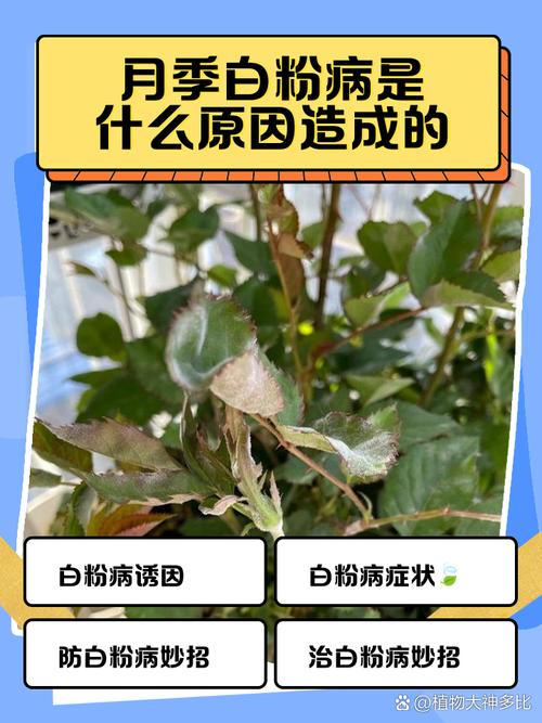 玫瑰叶子上面有白色斑点怎么办，玫瑰叶子上面有白色斑点怎么办呢？-第3张图片-优品飞百科