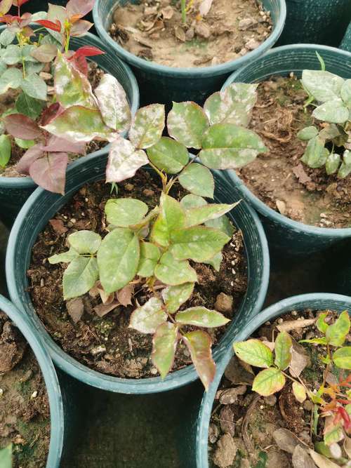 玫瑰叶子上面有白色斑点怎么办，玫瑰叶子上面有白色斑点怎么办呢？-第4张图片-优品飞百科