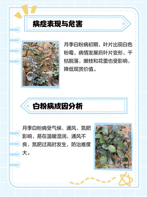 玫瑰叶子上面有白色斑点怎么办，玫瑰叶子上面有白色斑点怎么办呢？-第5张图片-优品飞百科