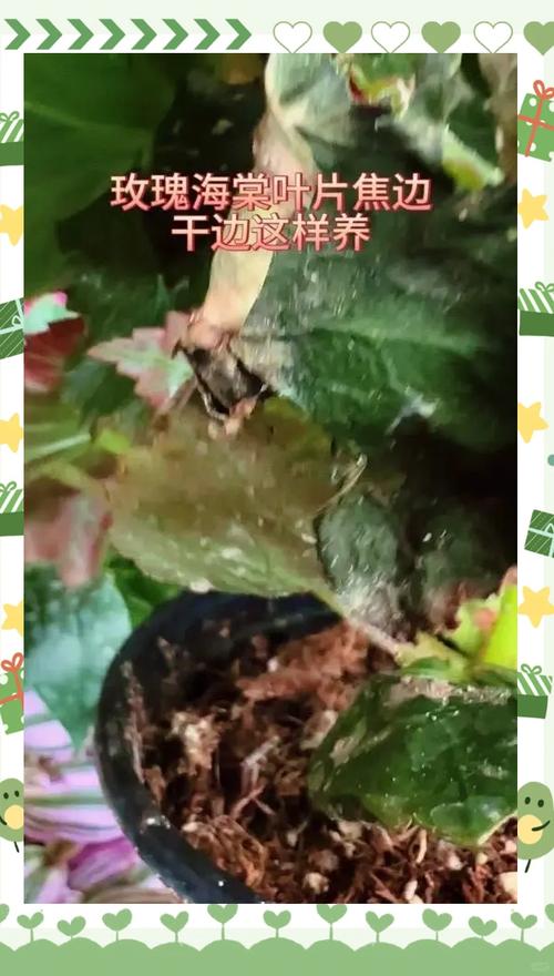 玫瑰叶子上面有白色斑点怎么办，玫瑰叶子上面有白色斑点怎么办呢？-第6张图片-优品飞百科