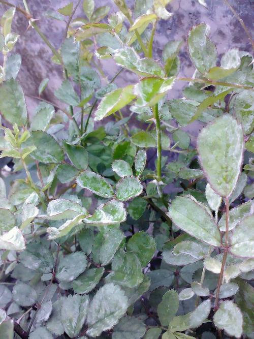 玫瑰叶子上面有白色斑点怎么办，玫瑰叶子上面有白色斑点怎么办呢？-第7张图片-优品飞百科