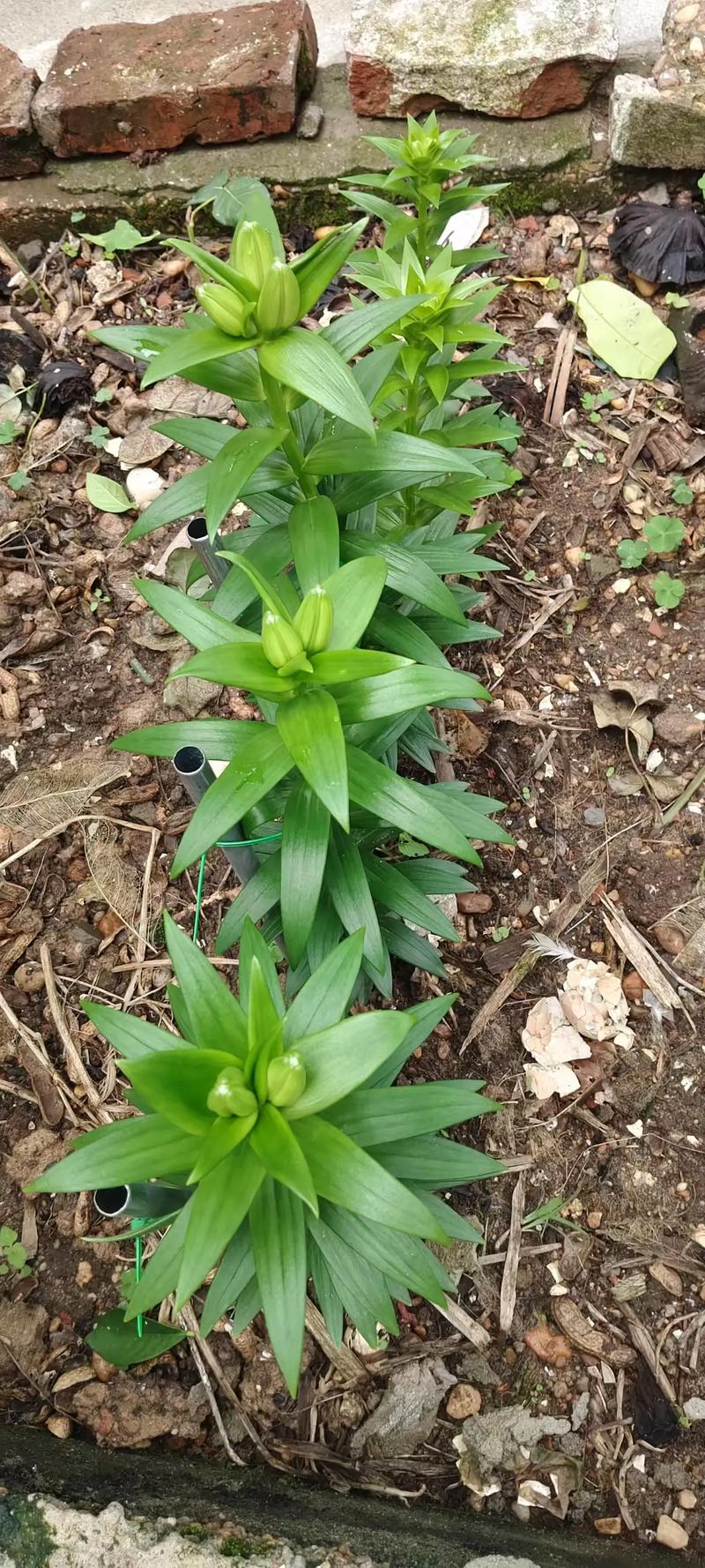 百合可以晒太阳么，晒后会死吗，百合能否晒太阳？