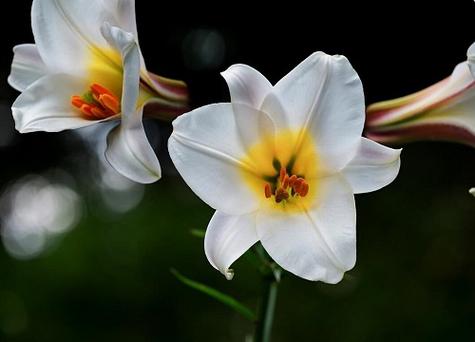 百合可以晒太阳么，晒后会死吗，百合能否晒太阳？-第2张图片-优品飞百科