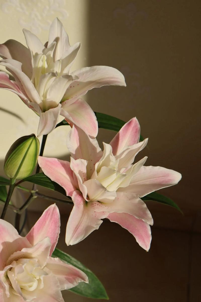 百合可以晒太阳么，晒后会死吗，百合能否晒太阳？-第3张图片-优品飞百科