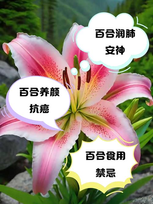 百合可以晒太阳么，晒后会死吗，百合能否晒太阳？-第4张图片-优品飞百科