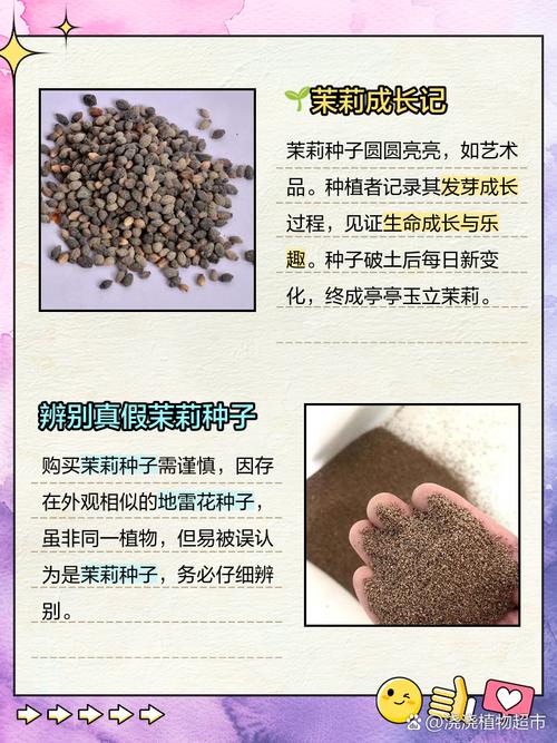 紫茉莉怎么美白，紫茉莉怎么使用？