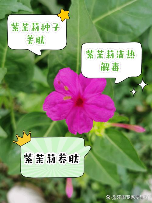 紫茉莉怎么美白，紫茉莉怎么使用？-第2张图片-优品飞百科