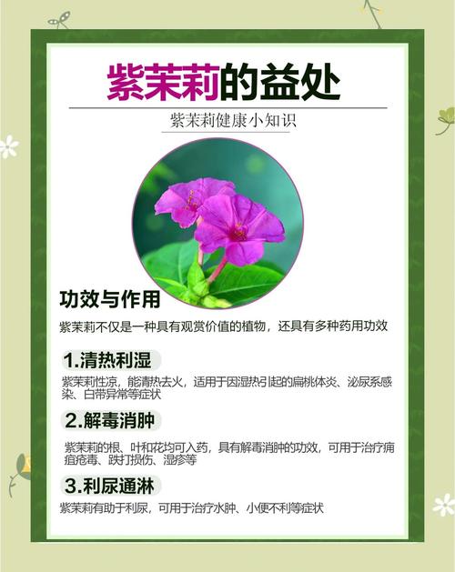 紫茉莉怎么美白，紫茉莉怎么使用？-第3张图片-优品飞百科