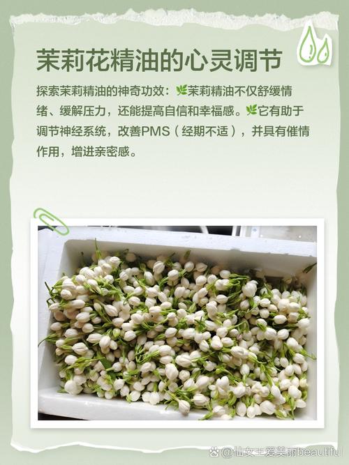 紫茉莉怎么美白，紫茉莉怎么使用？-第5张图片-优品飞百科
