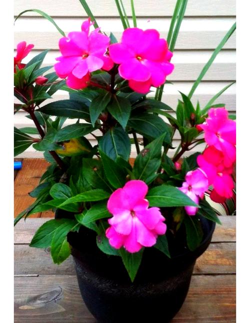 非洲凤仙的养殖方法和注意事项，非洲凤仙播种方法？-第1张图片-优品飞百科