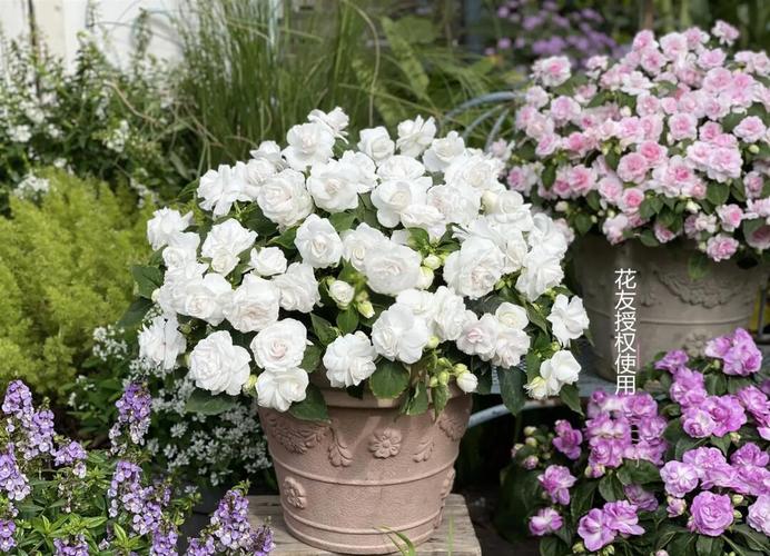 非洲凤仙的养殖方法和注意事项，非洲凤仙播种方法？-第2张图片-优品飞百科