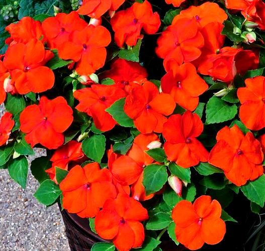 非洲凤仙的养殖方法和注意事项，非洲凤仙播种方法？-第3张图片-优品飞百科