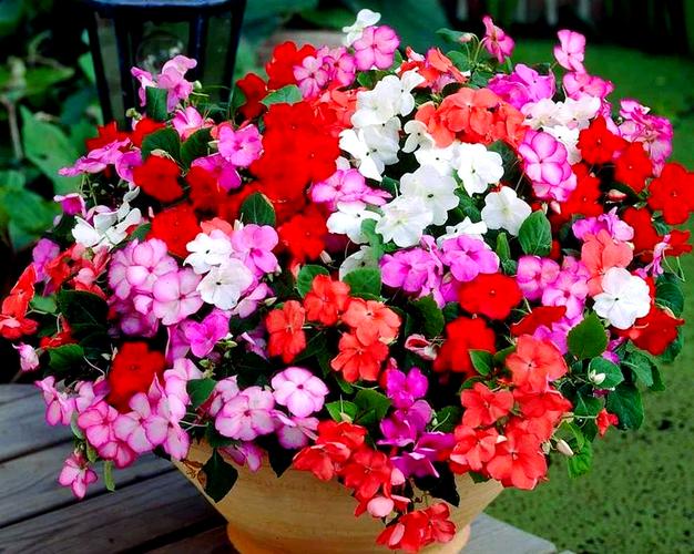 非洲凤仙的养殖方法和注意事项，非洲凤仙播种方法？-第4张图片-优品飞百科