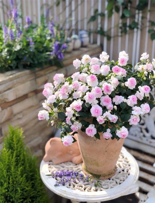 非洲凤仙的养殖方法和注意事项，非洲凤仙播种方法？-第6张图片-优品飞百科