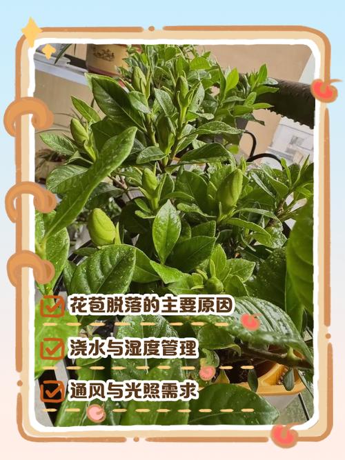 栀子花花骨朵发黄掉落怎么办？栀子花花骨朵干枯掉落？