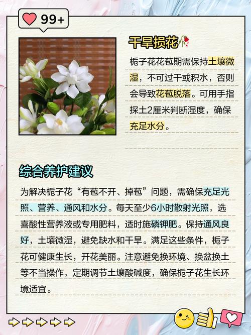 栀子花花骨朵发黄掉落怎么办?栀子花花骨朵干枯掉落?-第2张图片-优品飞百科 栀子花花骨朵发黄掉落怎么办?栀子花花骨朵干枯掉落?-第2张图片-优品飞百科