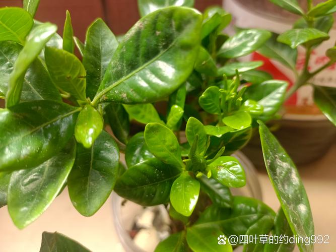 栀子花花骨朵发黄掉落怎么办?栀子花花骨朵干枯掉落?-第3张图片-优品飞百科 栀子花花骨朵发黄掉落怎么办?栀子花花骨朵干枯掉落?-第3张图片-优品飞百科