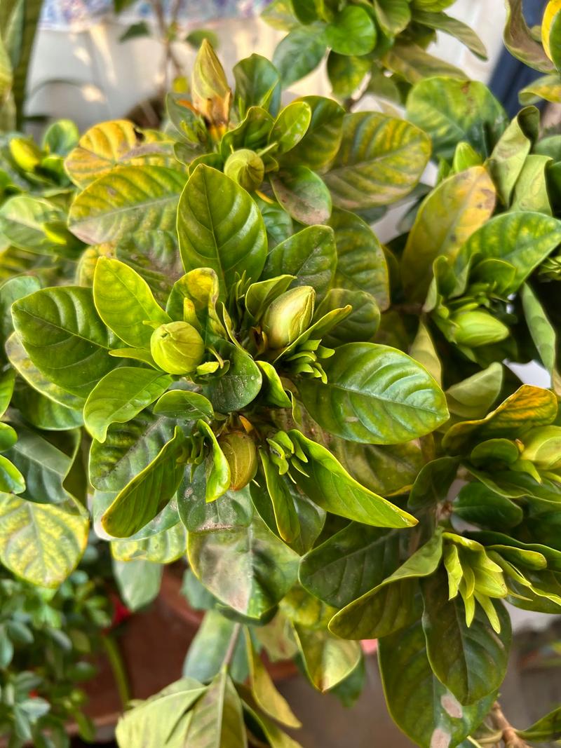 栀子花花骨朵发黄掉落怎么办?栀子花花骨朵干枯掉落?-第4张图片-优品飞百科 栀子花花骨朵发黄掉落怎么办?栀子花花骨朵干枯掉落?-第4张图片-优品飞百科