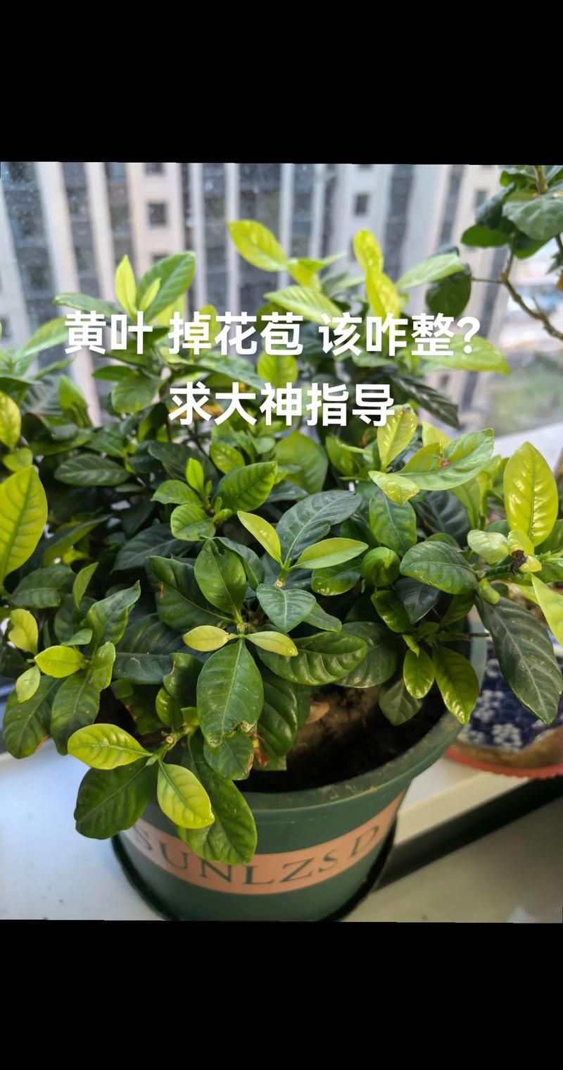 栀子花花骨朵发黄掉落怎么办?栀子花花骨朵干枯掉落?-第5张图片-优品飞百科 栀子花花骨朵发黄掉落怎么办?栀子花花骨朵干枯掉落?-第5张图片-优品飞百科