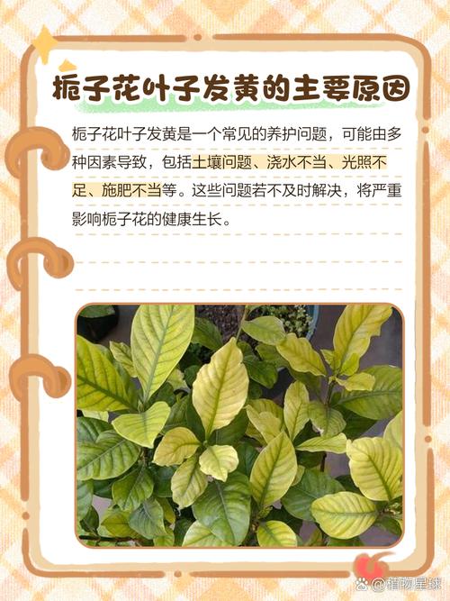 栀子花花骨朵发黄掉落怎么办?栀子花花骨朵干枯掉落?-第6张图片-优品飞百科 栀子花花骨朵发黄掉落怎么办?栀子花花骨朵干枯掉落?-第6张图片-优品飞百科