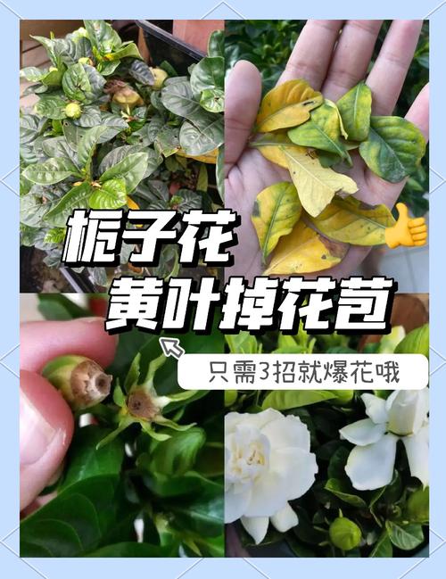 栀子花花骨朵发黄掉落怎么办?栀子花花骨朵干枯掉落?-第7张图片-优品飞百科 栀子花花骨朵发黄掉落怎么办?栀子花花骨朵干枯掉落?-第7张图片-优品飞百科