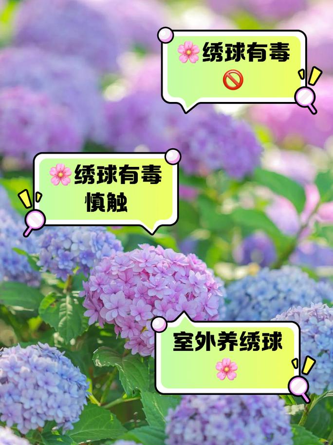 摸摸香花是否有毒，能否在家养？，摸香花是长什么样的花