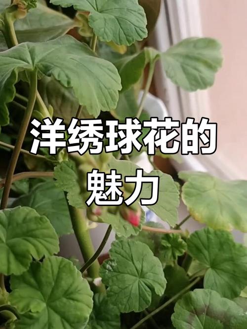 摸摸香花是否有毒，能否在家养？，摸香花是长什么样的花-第2张图片-优品飞百科