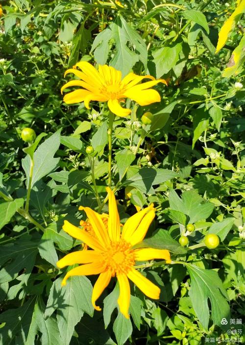 肿柄菊的养殖方法及注意事项，肿炳菊中草药