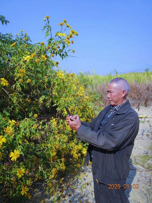 肿柄菊的养殖方法及注意事项，肿炳菊中草药-第2张图片-优品飞百科