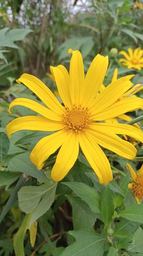 肿柄菊的养殖方法及注意事项，肿炳菊中草药-第3张图片-优品飞百科