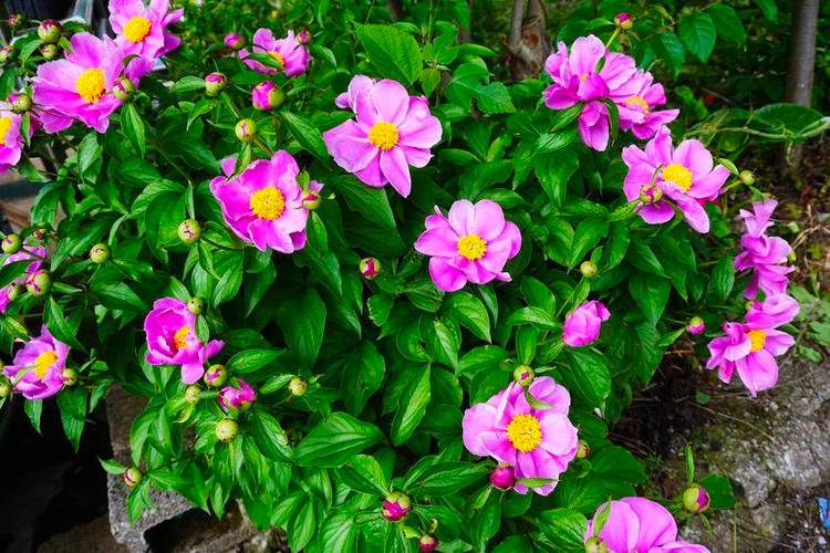 芍药病虫害的防治，芍药需要驱虫吗，芍药病虫害打什么药好使？-第2张图片-优品飞百科