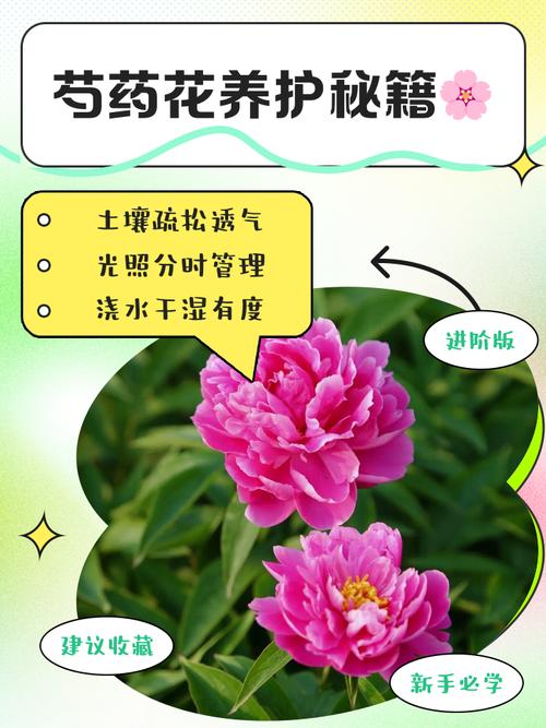 芍药病虫害的防治，芍药需要驱虫吗，芍药病虫害打什么药好使？-第3张图片-优品飞百科