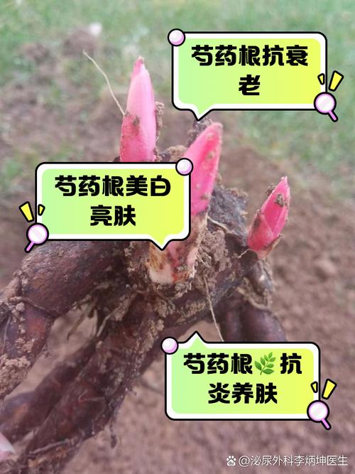 芍药病虫害的防治，芍药需要驱虫吗，芍药病虫害打什么药好使？-第4张图片-优品飞百科
