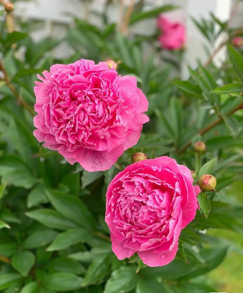 芍药病虫害的防治，芍药需要驱虫吗，芍药病虫害打什么药好使？-第5张图片-优品飞百科