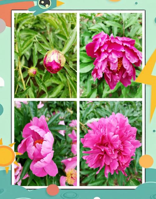 芍药病虫害的防治，芍药需要驱虫吗，芍药病虫害打什么药好使？-第6张图片-优品飞百科