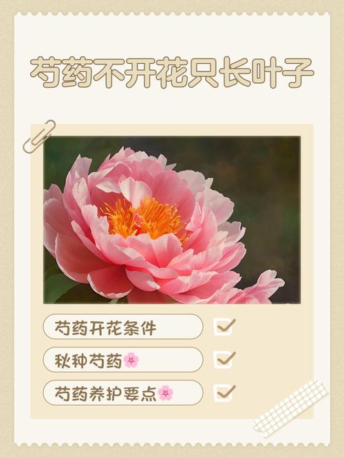 芍药病虫害的防治，芍药需要驱虫吗，芍药病虫害打什么药好使？-第7张图片-优品飞百科